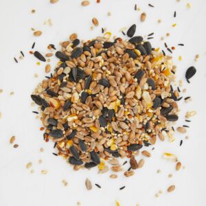Bird Food in Summer