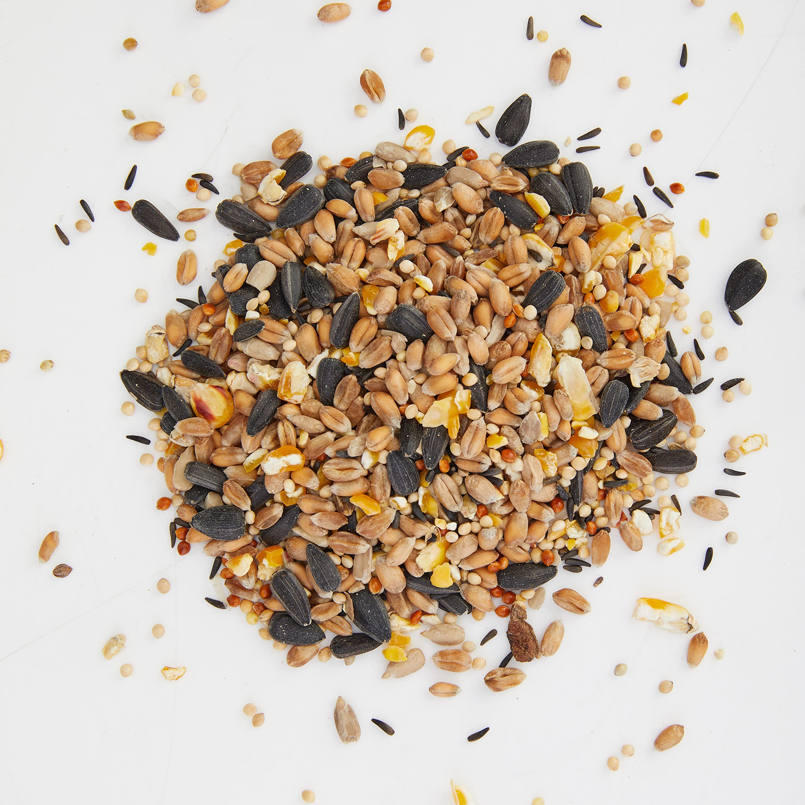 Bird Food in Summer