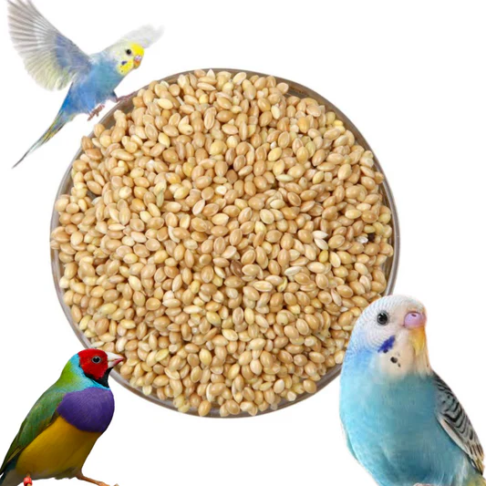 Aviary Mix